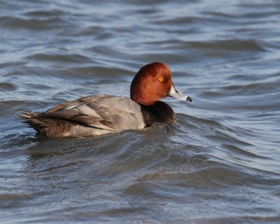 Redhead