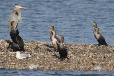 Neotropic Cormorant