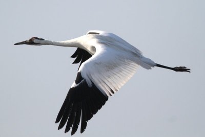 Whooping Crane