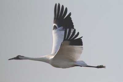 Whooping Crane