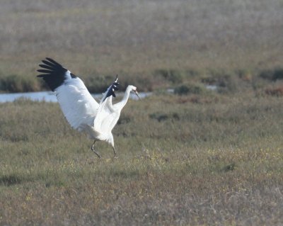 Whooping Crane