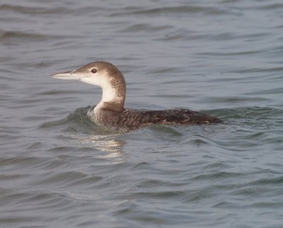 Common Loon