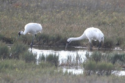 Whooping Crane