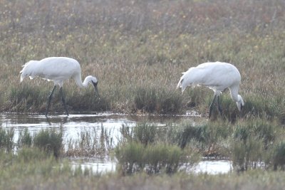 Whooping Crane