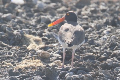 American Oystercatcher