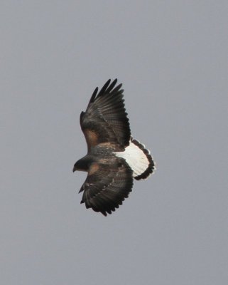 White-tailed Hawk