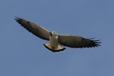 White-tailed Hawk