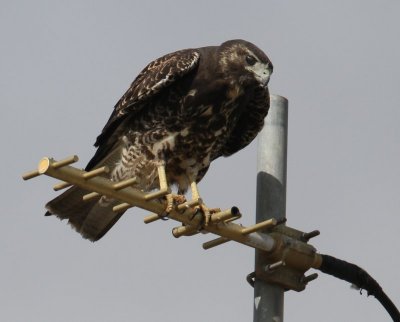 White-tailed Hawk