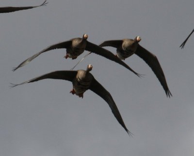 Greater White-fronted Goose