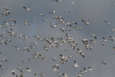 Snow Geese