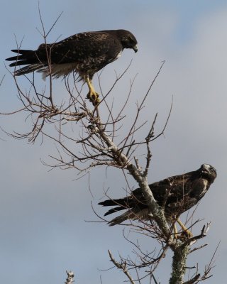 white-tailed Hawk