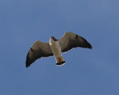 white-tailed Hawk