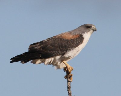 white-tailed Hawk