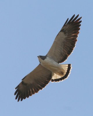 white-tailed Hawk