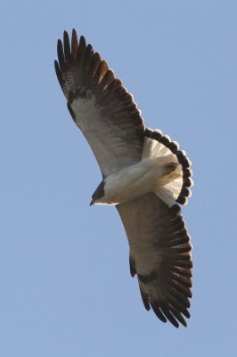 white-tailed Hawk