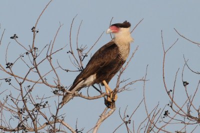 Crested Caracara