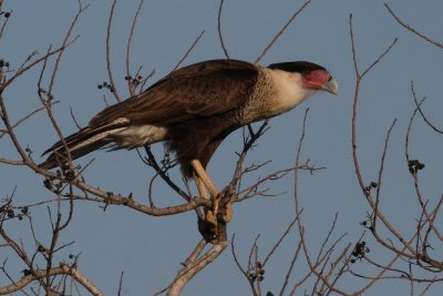 Crested Caracara