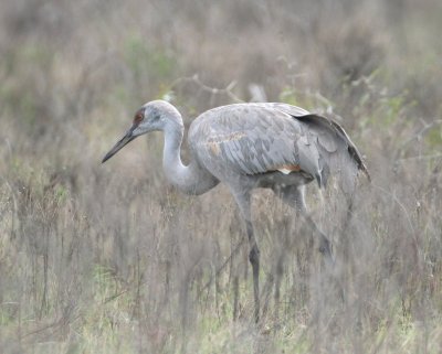 Sandhill Crane