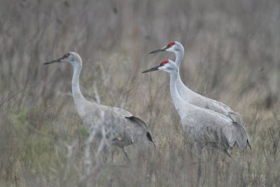 Sandhill Crane