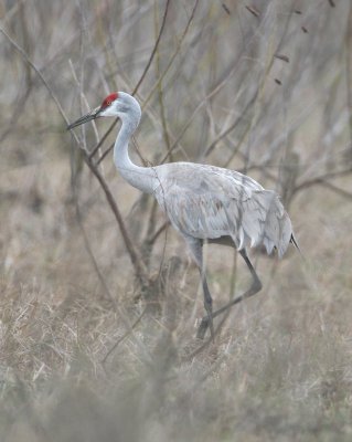 Sandhill Crane