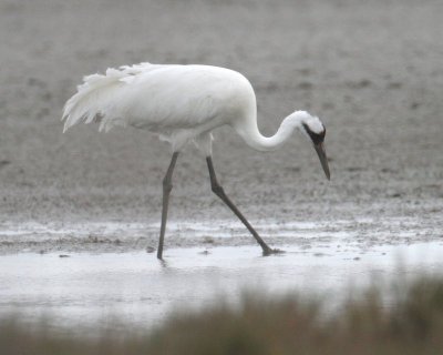 Whooping Crane