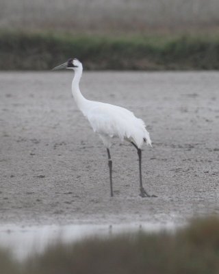 Whooping Crane