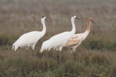 Whooping Crane