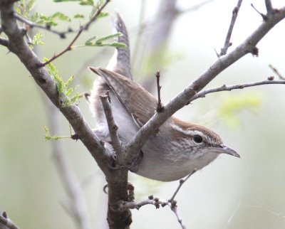 Bewick's Wren