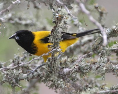 Audubon's Oriole