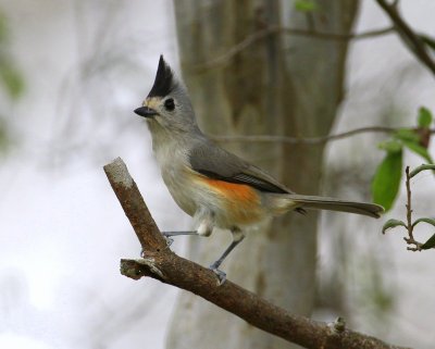 Black-crested Titmouse