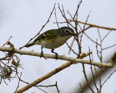 Blue-headed Vireo