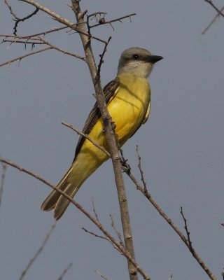 Couch's Kingbird