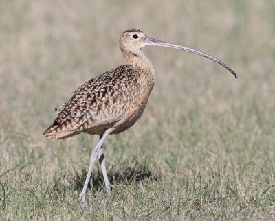 Long-billed Curlew