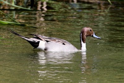 Northern Pintail