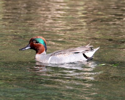 Green Winged Teal