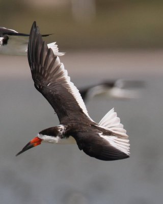 Black Skimmer