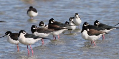 Black-necked Stilt