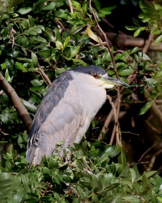 Black-crowned Night-heron