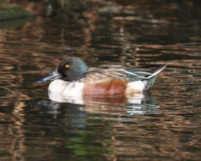 Northern Shoveler