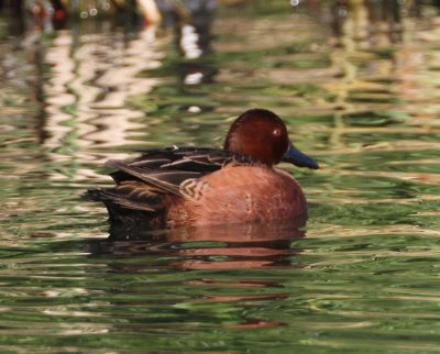 Cinnamon Teal