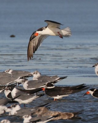 Black Skimmer