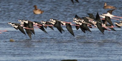 Black-necked Stilt