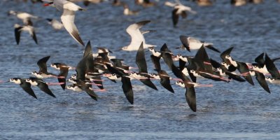 Black-necked Stilt