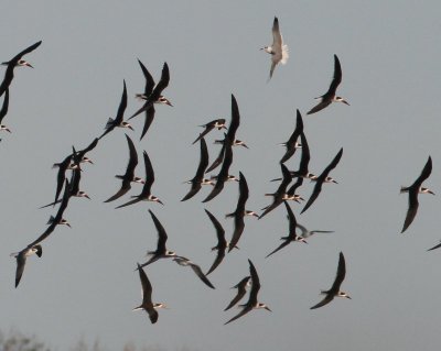 Black Skimmer