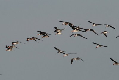 Black Skimmer