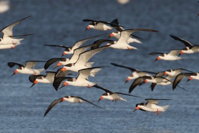 Black Skimmer