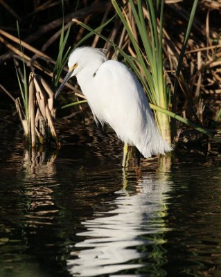 Snowy Egret