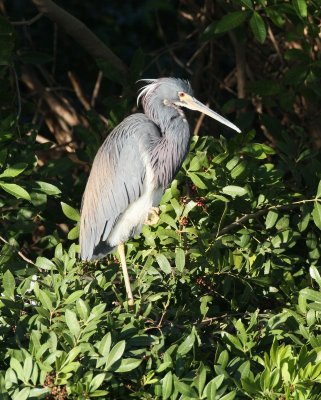 Tricolored Heron