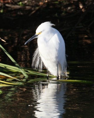 Snowy Egret