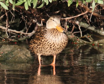 Mottled Duck